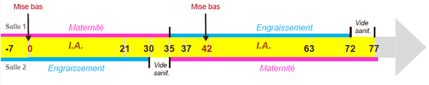 Chronologie-mouvement-des-lapins